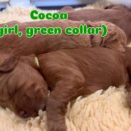 Green - Red  female Goldendoodle puppy in Guntersville, Alabama from Carefree Goldendoodles