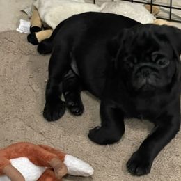 Pugs from Brenda's Pugs