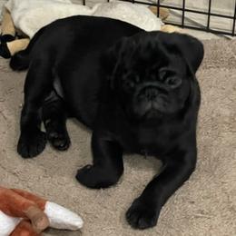 Pugs from Brenda's Pugs