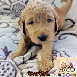 Starfish - Apricot female Goldendoodle puppy in Santa Cruz, California from Lu Doodles