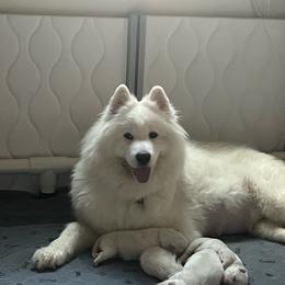 Samoyed puppies from The Floof Brigade