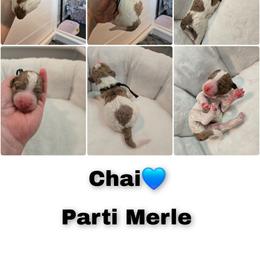 Chai - Parti male Goldendoodle puppy in Summerville, South Carolina from Channys Doodles