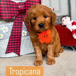 Tropicana - Red  male Goldendoodle puppy in West Haven, Utah from Split Mountain Doodles