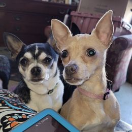 Chihuahuas from Yvonne's Chihuahuas