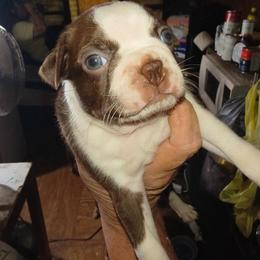 S. Female 3 - Black brindle and white female Boston Terrier puppy in Mc Donough, Georgia from Ballard Boston Terriers