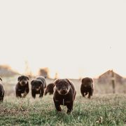 Beauceron Puppies from Eagle Valley Beaucerons