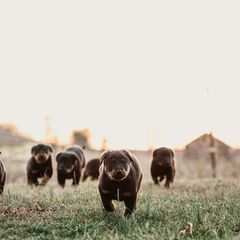 Beauceron Puppies from Eagle Valley Beaucerons