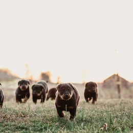 Beauceron Puppies from Eagle Valley Beaucerons