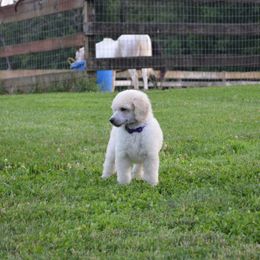 Poodle Puppies from D and D Standard Poodles