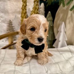 Payton Plaid - male Cavapoochon puppy in Lucas, Ohio from Apricot Lane Puppy