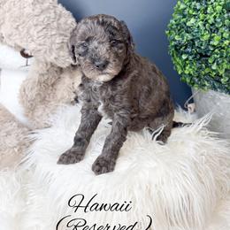 Hawaii - Merle female Goldendoodle puppy in from Pink Poodles and Doodles