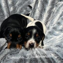 Dachshund Puppies from Camacho_Dachshunds