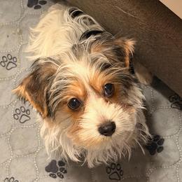 Parti' boy - Parti male Yorkshire Terrier puppy in Machesney Park, Illinois from Three Yorkie Family