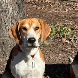Harriers from Darkfire Harriers