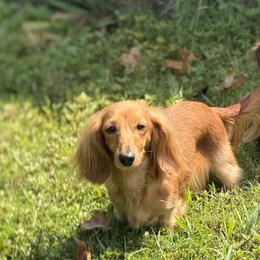 Dachshunds from Boseiai’s Sassafras Miniature Dachshunds