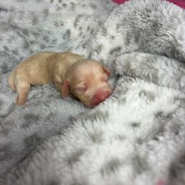 Chloe - Cream female Dachshund puppy in Lake City, Florida from My Ditzy Doxies of Florida