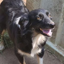 Beth - Miniature Australian Shepherd