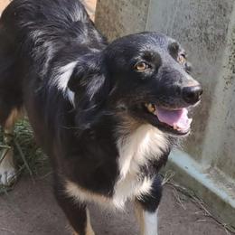 Beth - Miniature Australian Shepherd