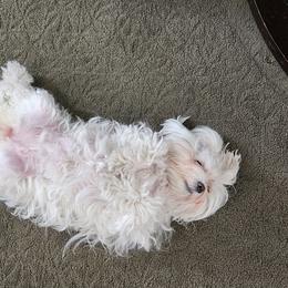 FORTUNE - Maltese