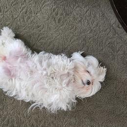 FORTUNE - Maltese