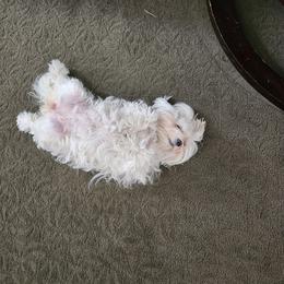 FORTUNE - Maltese