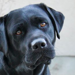 Lola - Labrador Retriever