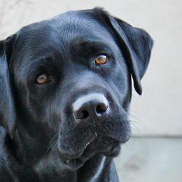 Lola - Labrador Retriever