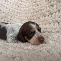 Chocolate And Tan Piebald - Piebald female Dachshund puppy in Blackstone, Virginia from Cheyenne's Dachshunds