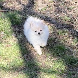Saye - Cream parti male Pomeranian puppy in University City, Missouri from Textilepoms