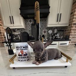Pocket size , Sky - 3,700 - Blue fawn male Chihuahua puppy in Burleson, Texas from Tiny Diiamond Chihuahua Boutique