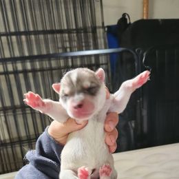 Siberian Husky Puppies from Spirit of the Moon Siberians