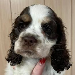 Cocker Spaniels from Pups of the Pines