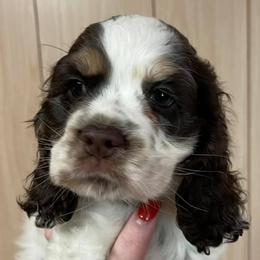 Cocker Spaniels from Pups of the Pines