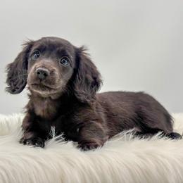 Lar - Black male Dachshund puppy in Litchfield, Illinois from Charmm Dachshunds