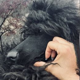 Dior Urberch Ponce de Leon - Poodle