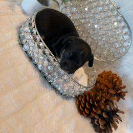 Salem - Black and tan male Chihuahua puppy in Seneca, Missouri from Stephanie’s Puppy Colony