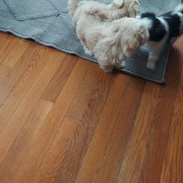 Shih Tzu Puppies from N.F.S.T Imperial ShihTzu Puppies.