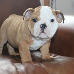 English Bulldog Puppies from Storm Stopping Bulldogs