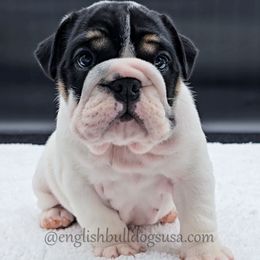 Winnie - Black tri-color female Bulldog puppy in Elliottsburg, Pennsylvania from Pappy's Bulldogs