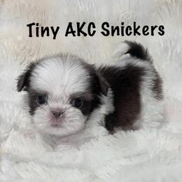 Tiny AKC Snickers - Lilac male Shih Tzu puppy in Greenville, South Carolina from Babyface Shih Tzu