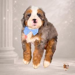 Creed - Merle male Bernedoodle puppy in Canton, Georgia from Teddy Puppies