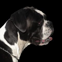 Q - Boxer