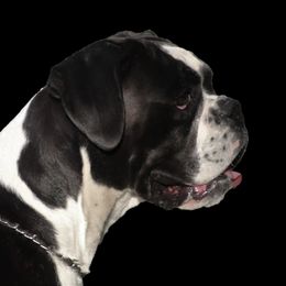 Q - Boxer