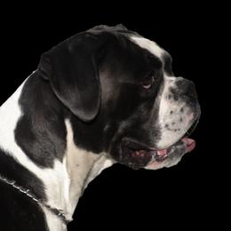 Q - Boxer