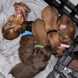 Dachshund puppies from Blooming Grace Homestead