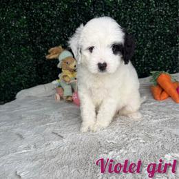 Violet girl - Black and white female Bernedoodle puppy in Modesto, California from Two Doods Doodles