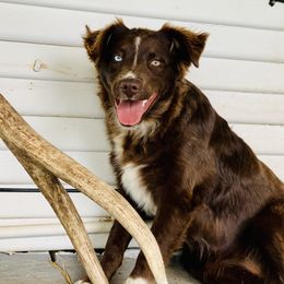 Sassy - Miniature Australian Shepherd