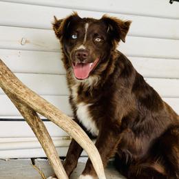 Sassy - Miniature Australian Shepherd