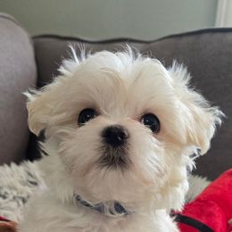 Alvin -Health Tested Parents - White male Maltese puppy in Greenville, North Carolina from Amanda's Sugar Sweet Puppies