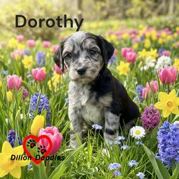 Dorothy - Merle female Goldendoodle puppy in Vacaville, California from Dillon Doodles